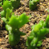 Vai alla scheda di Euphorbia stellata