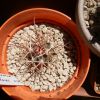Vai alla scheda di Ferocactus chrysacanthus x acanthodes