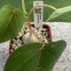 Vai alla scheda di Ficus petiolaris