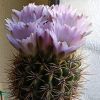 Vai alla scheda di Gymnocalycium achirasense ssp. echinatum