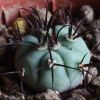 Vai alla scheda di Gymnocalycium cabreraense