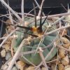 Vai alla scheda di Gymnocalycium cardenasianum f. armatum