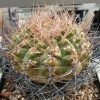 Vai alla scheda di Gymnocalycium coloradense