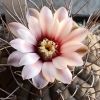 Vai alla scheda di Gymnocalycium kozelskyanum