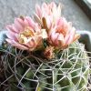 Vai alla scheda di Gymnocalycium mostii v. kurtzianum