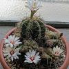 Vai alla scheda di Gymnocalycium paraguayense f. fleischerianum