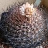 Vai alla scheda di Gymnocalycium rhodantherum