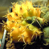 Vai alla scheda di Gymnocalycium striglianum f. variegatum