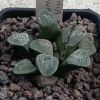 Vai alla scheda di Haworthia groenewaldii
