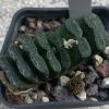 Vai alla scheda di Haworthia truncata v. minor