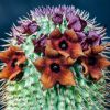 Vai alla scheda di Hoodia pilifera ssp. pillansii