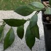 Vai alla scheda di Hoya lacunosa