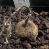 Vai alla scheda di Ipomoea simplex