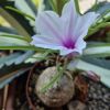 Vai alla scheda di Ipomoea welwitschii