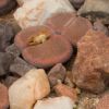 Vai alla scheda di Lithops aucampiae ssp. euniceae