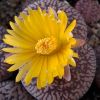 Vai alla scheda di Lithops aucampiae ssp. euniceae v. fluminalis