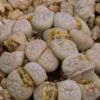 Vai alla scheda di Lithops francisci