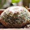 Vai alla scheda di Mammillaria aff. formosa