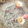 Vai alla scheda di Mammillaria aff. haehneliana