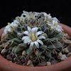 Vai alla scheda di Mammillaria aff. roseoalba