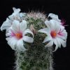 Vai alla scheda di Mammillaria albicans forma