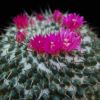 Vai alla scheda di Mammillaria atarjeaensis