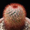 Vai alla scheda di Mammillaria atrosanguinea