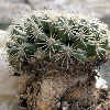 Vai alla scheda di Mammillaria baxteriana