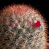 Vai alla scheda di Mammillaria berkiana