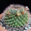 Vai alla scheda di Mammillaria bocensis