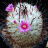 Vai alla scheda di Mammillaria bombycina cv. henry