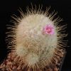 Vai alla scheda di Mammillaria bombycina f. albicentralis