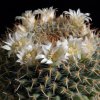 Vai alla scheda di Mammillaria caerulea