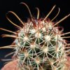 Vai alla scheda di Mammillaria capensis