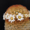 Vai alla scheda di Mammillaria carmenae cv. rubra