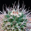 Vai alla scheda di Mammillaria carnea v. robustispina