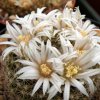 Vai alla scheda di Mammillaria coahuilensis