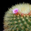 Vai alla scheda di Mammillaria crassior