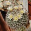 Vai alla scheda di Mammillaria crinita v. pauciseta