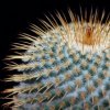 Vai alla scheda di Mammillaria dixanthocentron