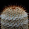 Vai alla scheda di Mammillaria dixanthocentron celsiana