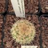 Vai alla scheda di Mammillaria eichlamii cv. lana dorata