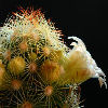 Vai alla scheda di Mammillaria elongata