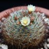 Vai alla scheda di Mammillaria felipensis