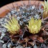 Vai alla scheda di Mammillaria freudenbergeri