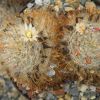 Vai alla scheda di Mammillaria fuscohamata