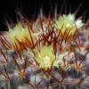 Vai alla scheda di Mammillaria gatesii