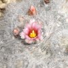 Vai alla scheda di Mammillaria glassii ssp. ascensionis