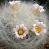 Vai alla scheda di Mammillaria glassii v. siberiensis