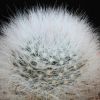 Vai alla scheda di Mammillaria glassii x zeilmanniana